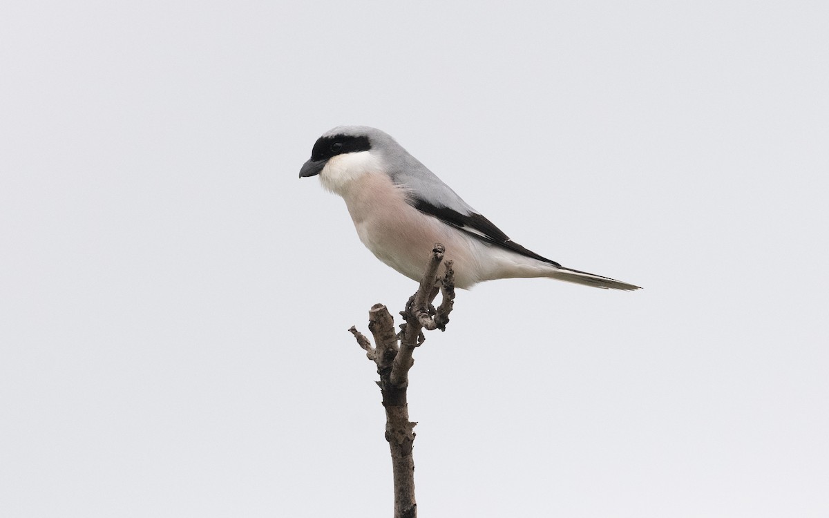 Lesser Gray Shrike - ML621205207