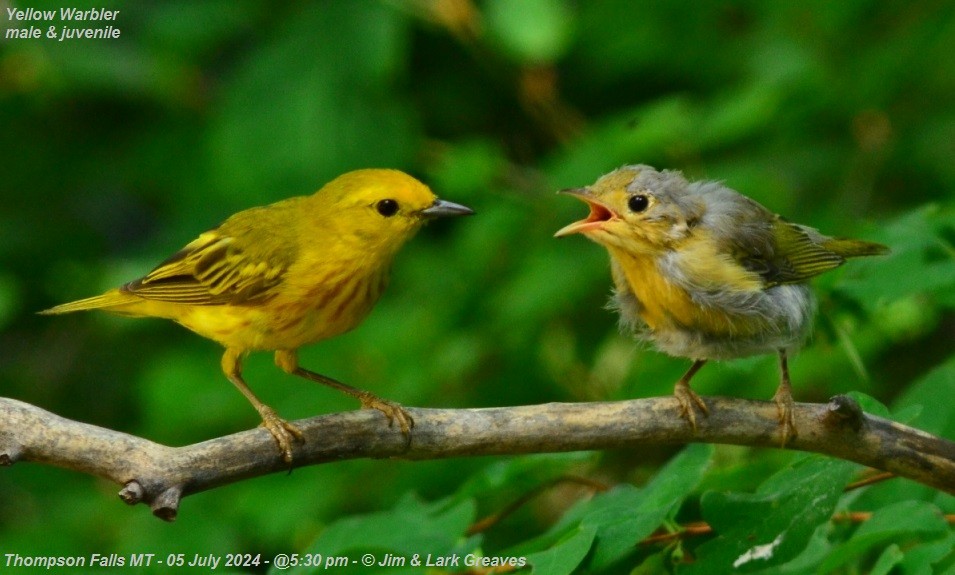 Yellow Warbler - ML621205210