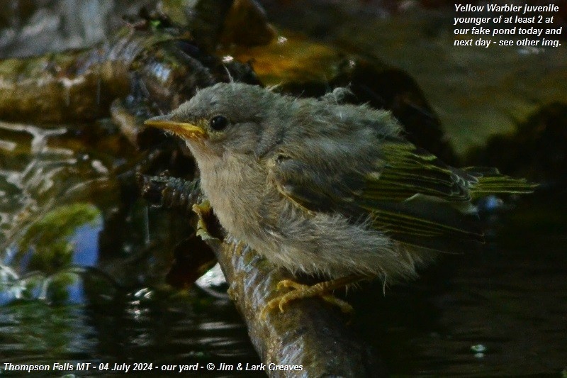 Yellow Warbler - ML621205211