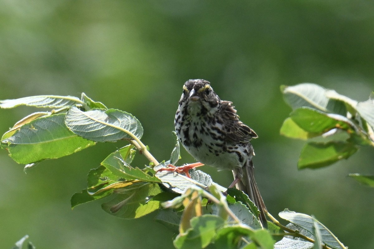 Savannah Sparrow - ML621205235