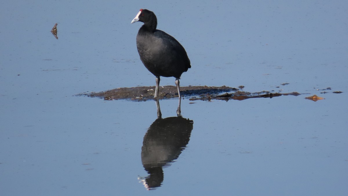 Red-knobbed Coot - ML621205349