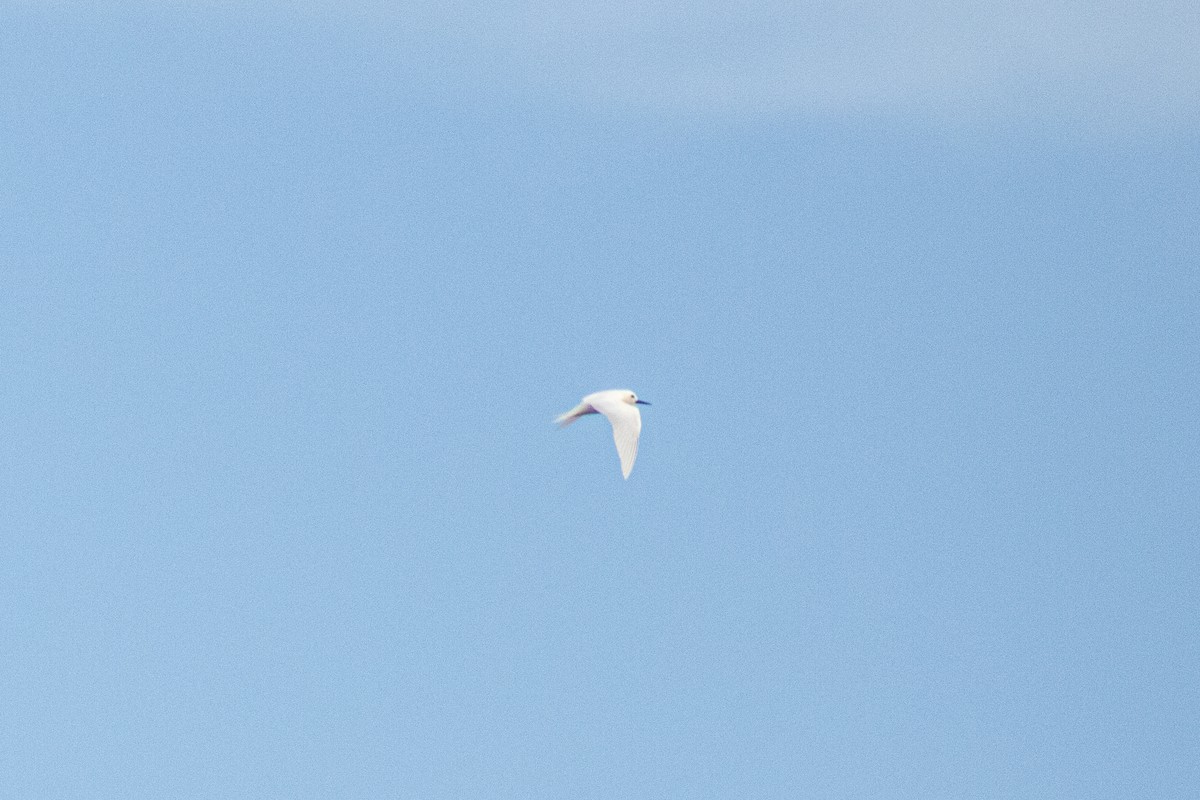 White Tern - ML621205417