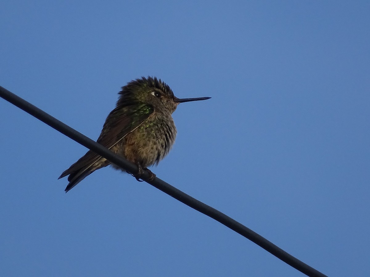 Green-backed Firecrown - ML621205424
