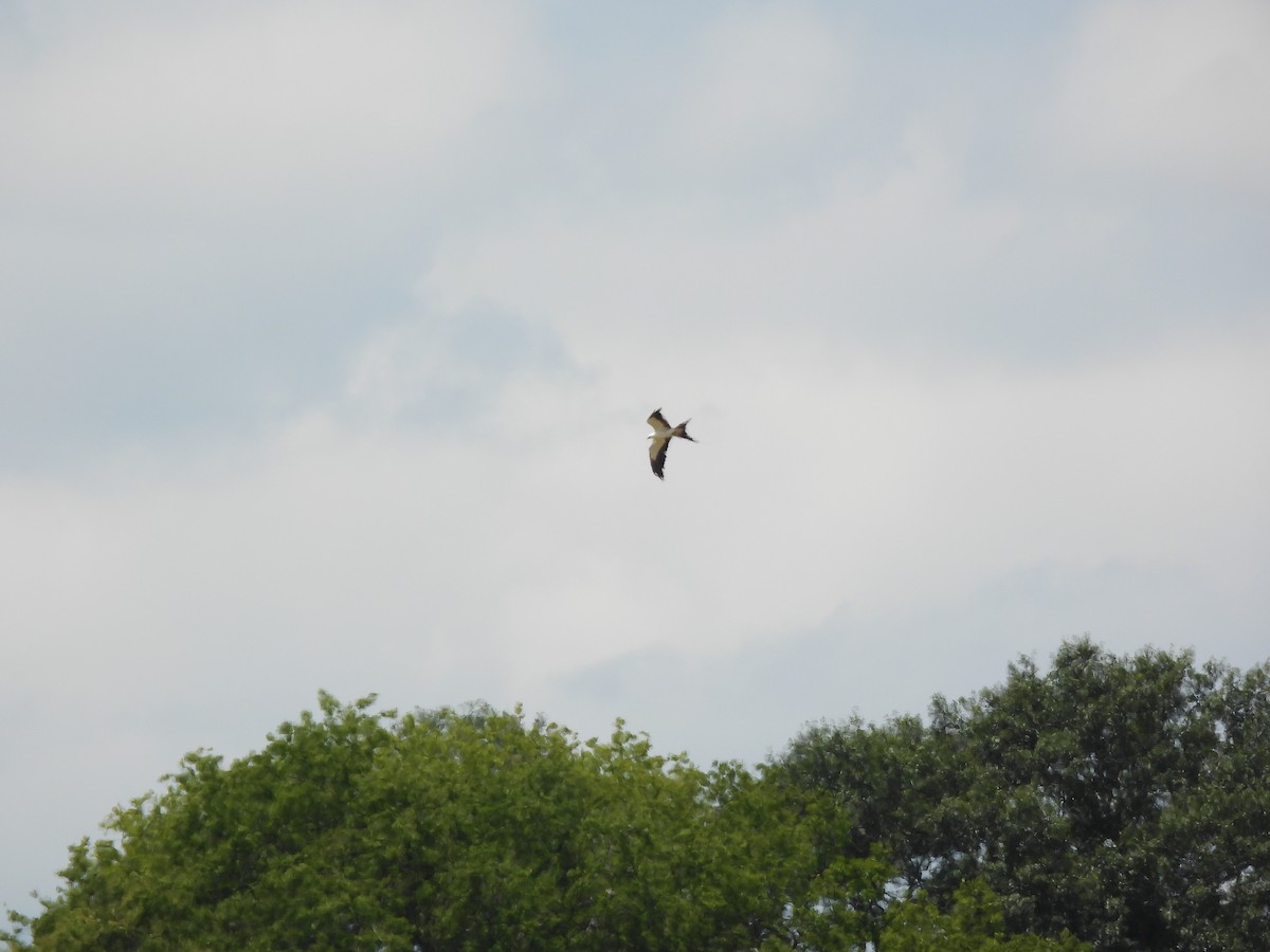 Swallow-tailed Kite - ML621205477