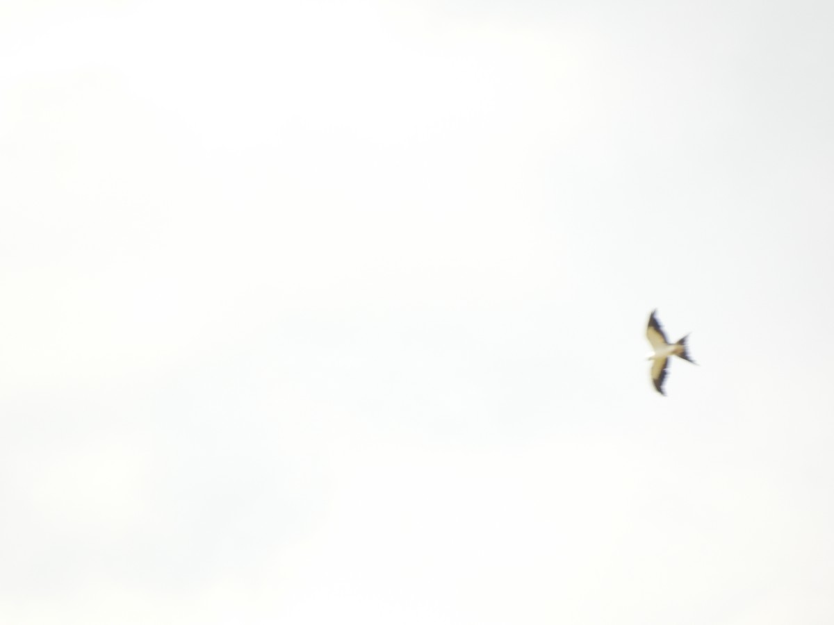 Swallow-tailed Kite - ML621205478