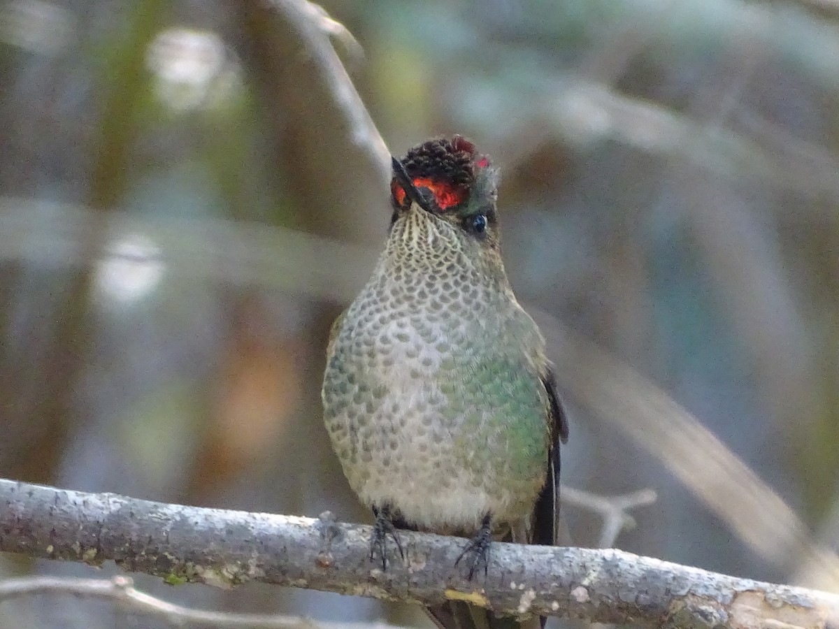 Green-backed Firecrown - ML621205488