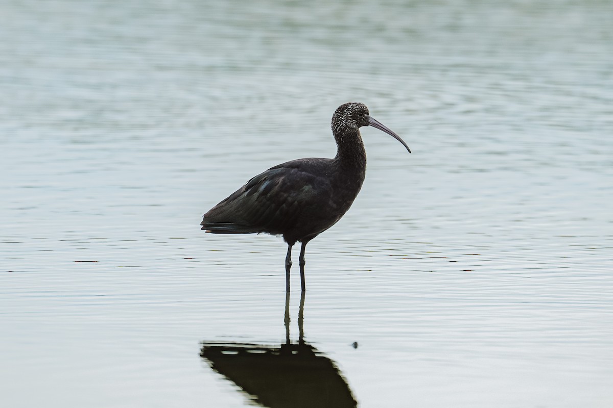 ibis andský - ML621205493