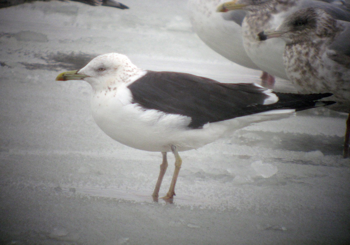 Lesser Black-backed Gull - ML621205547