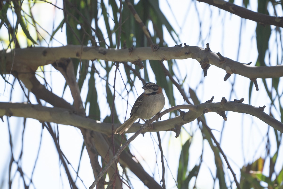 Rufous-collared Sparrow - ML621205548
