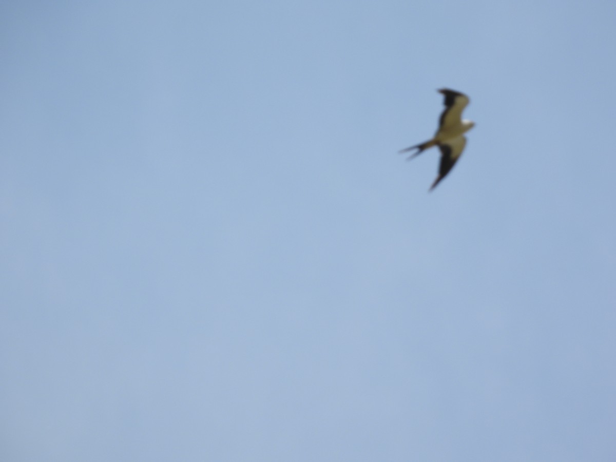 Swallow-tailed Kite - ML621205563