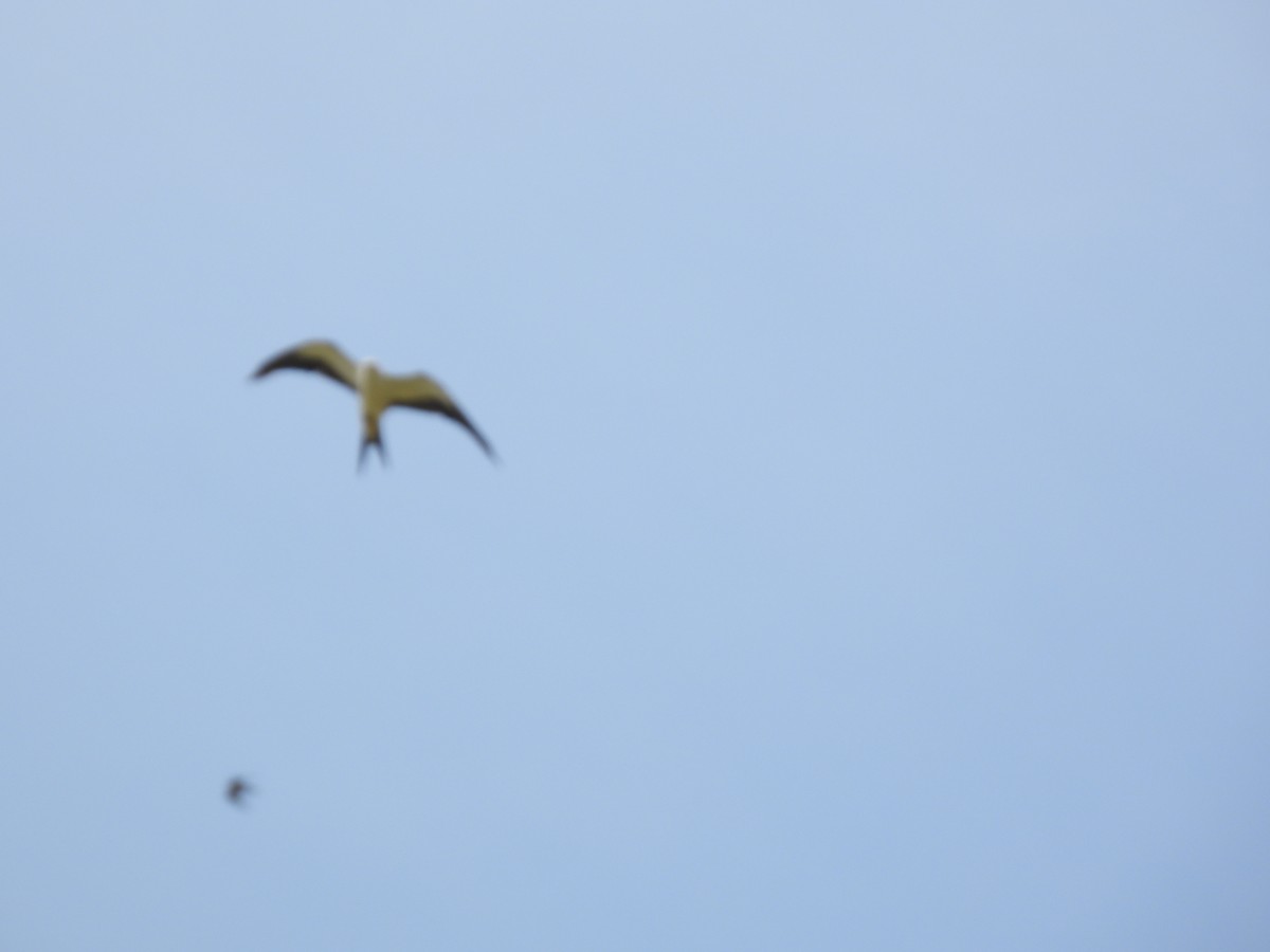 Swallow-tailed Kite - ML621205564