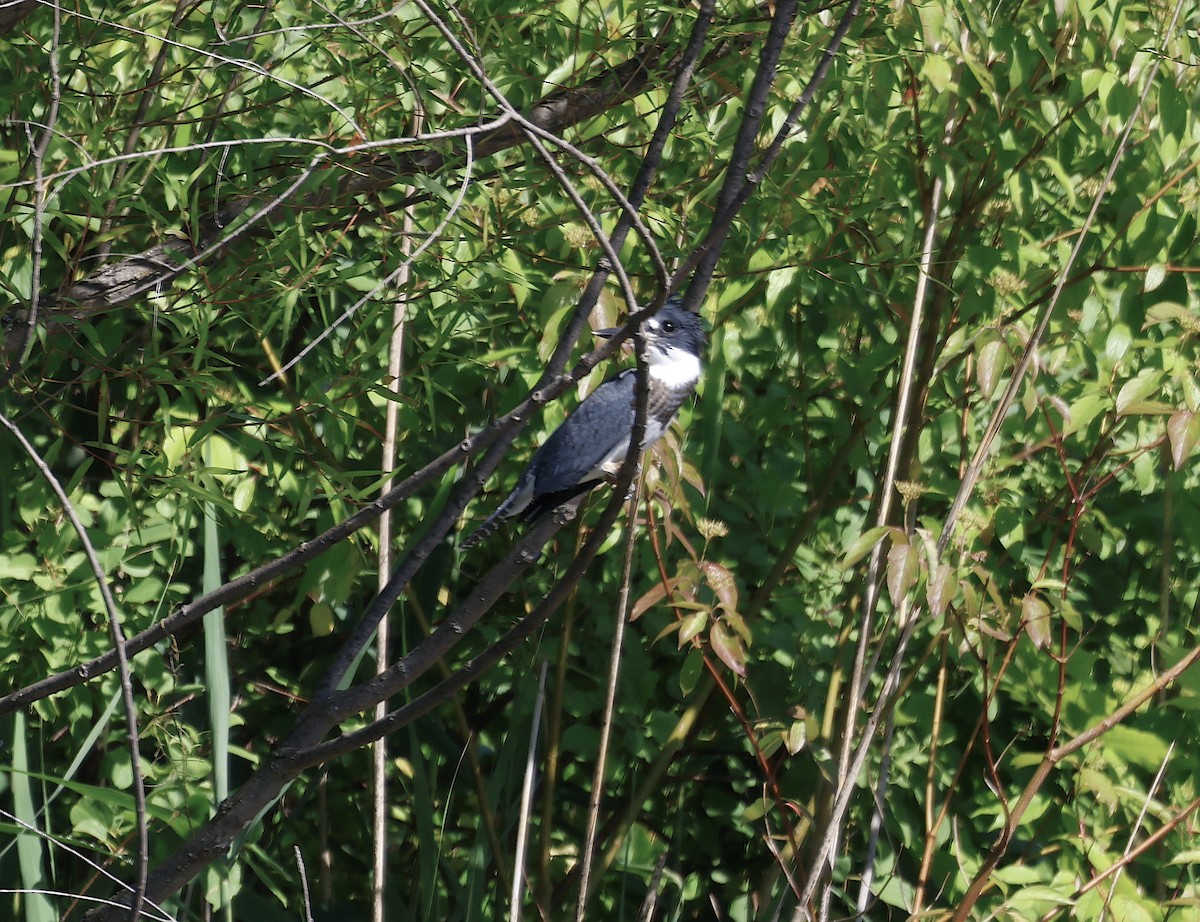 Belted Kingfisher - ML621205573