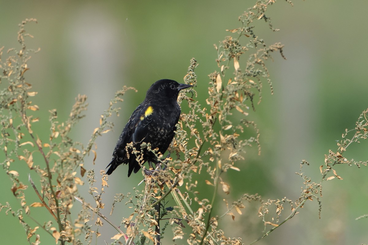 Yellow-winged Blackbird - ML621205589