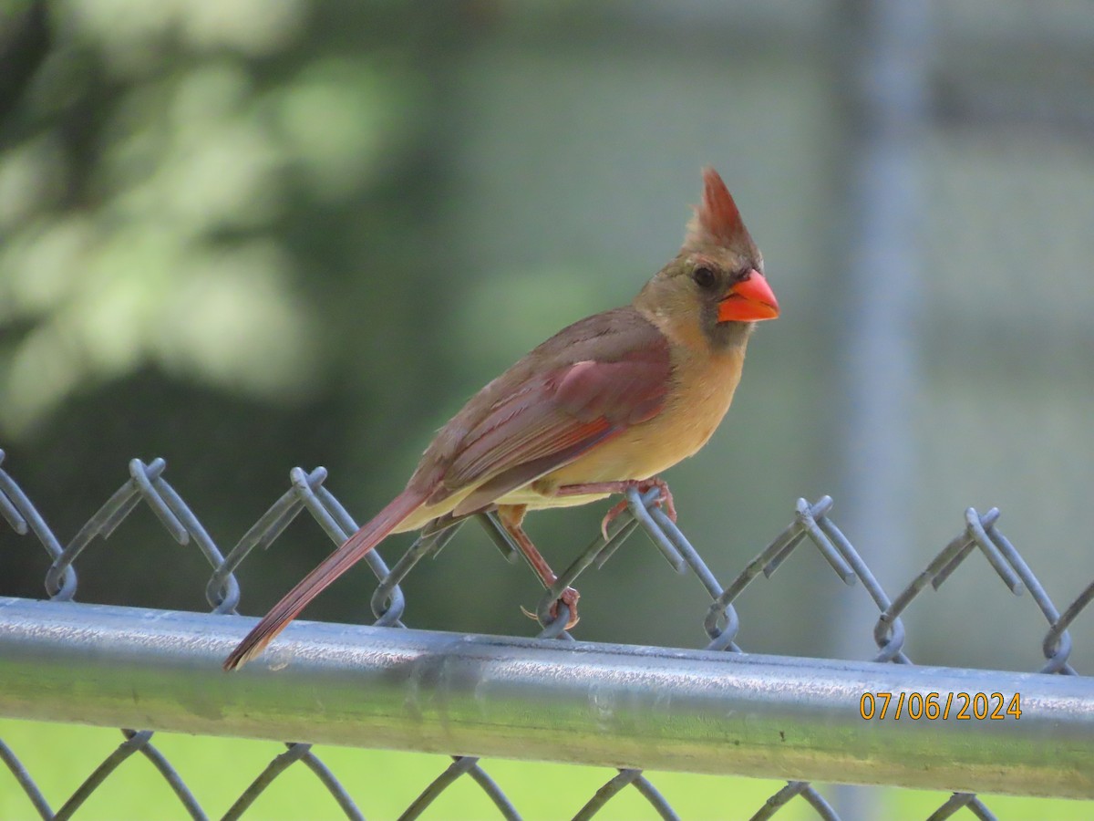 Cardinal rouge - ML621205594