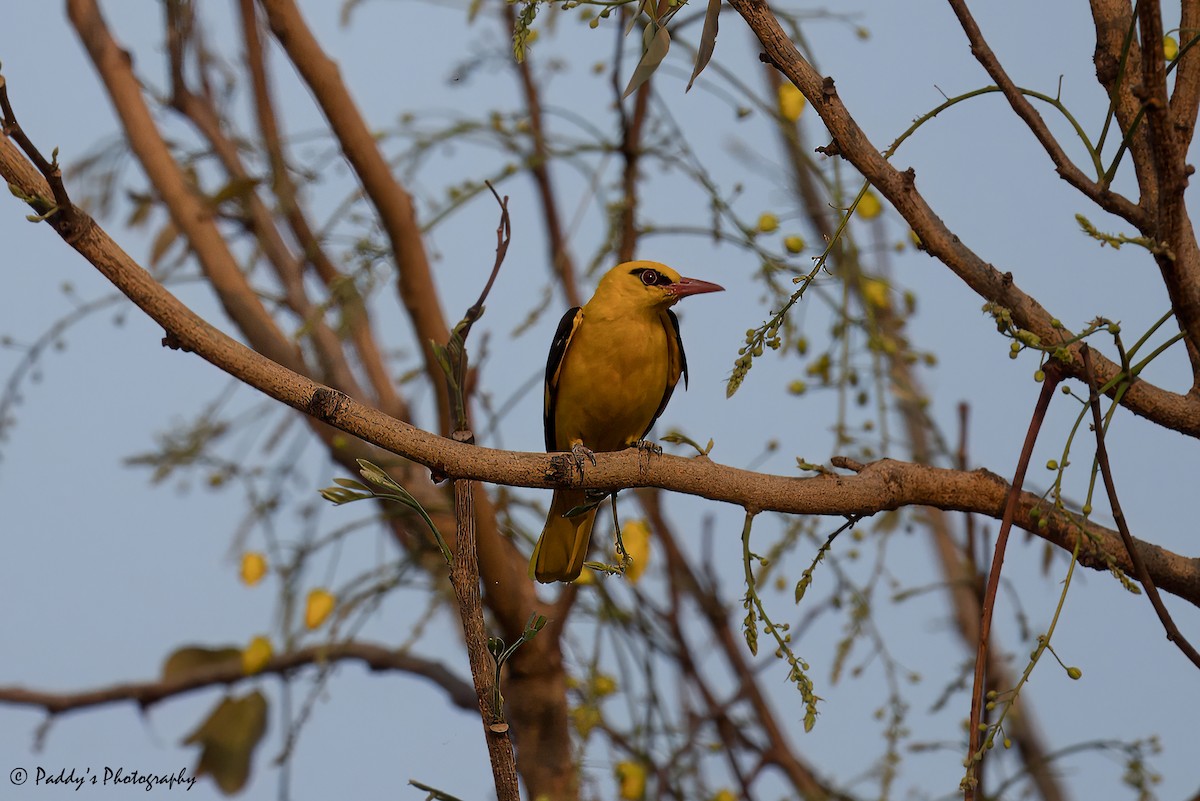 Indian Golden Oriole - ML621205631