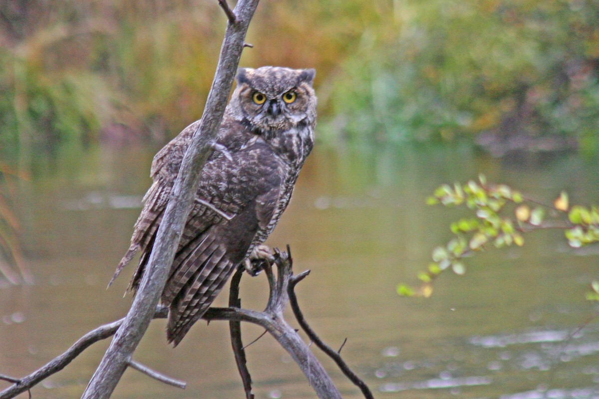 Great Horned Owl - ML621205646