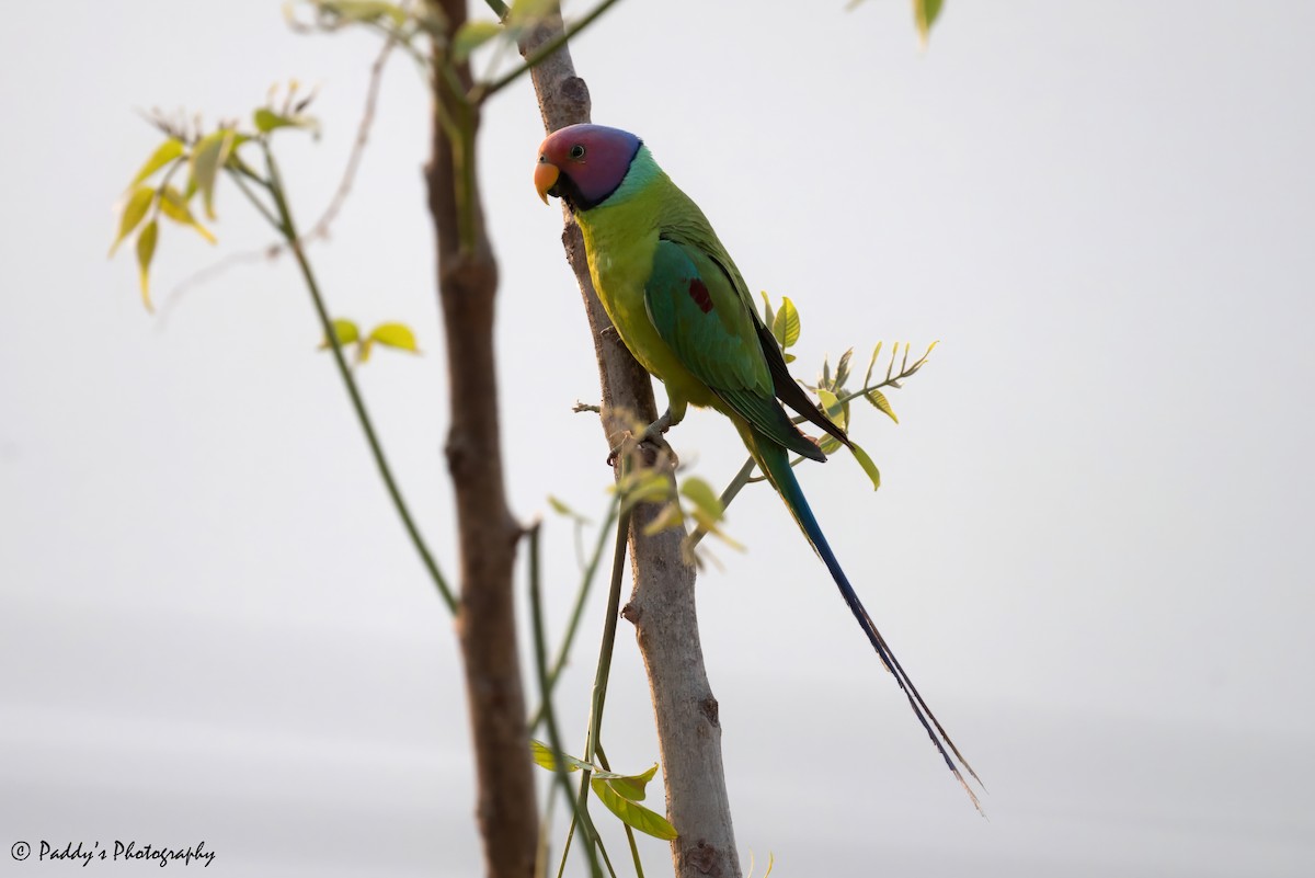 Папужець фіолетовоголовий - ML621205650