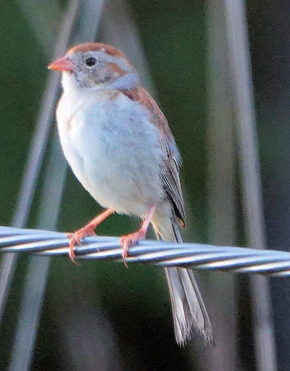 Field Sparrow - ML621205651