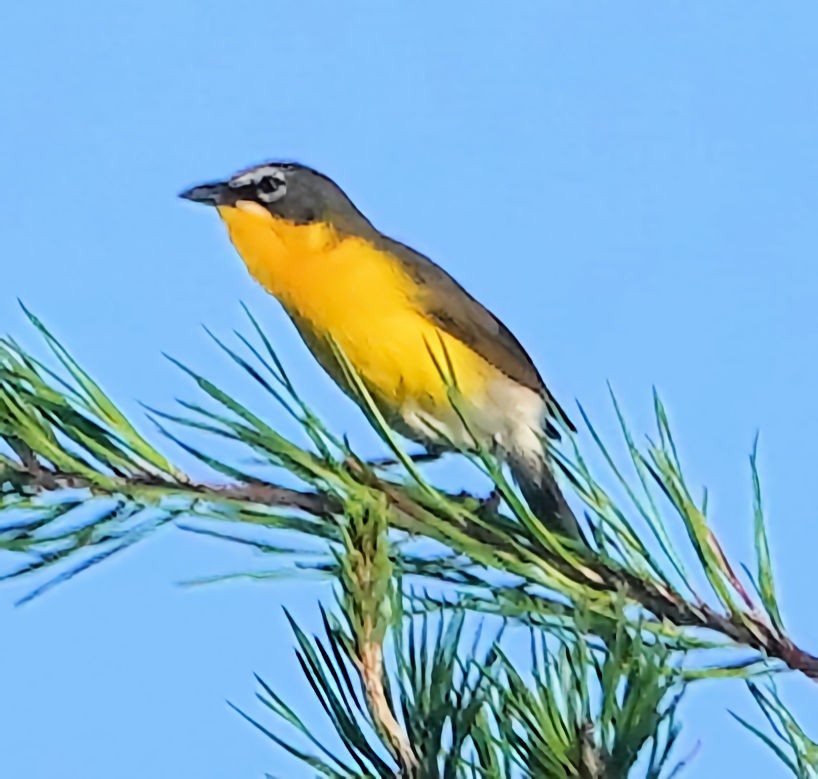 Yellow-breasted Chat - ML621205654