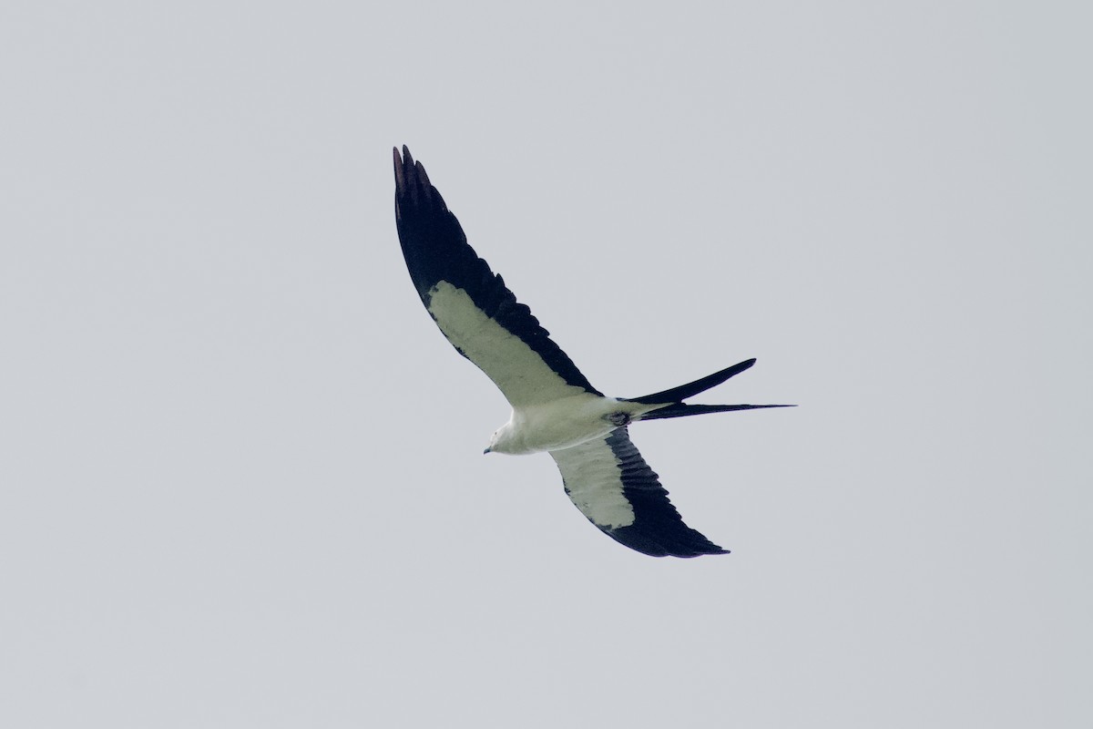 Swallow-tailed Kite - ML621205668