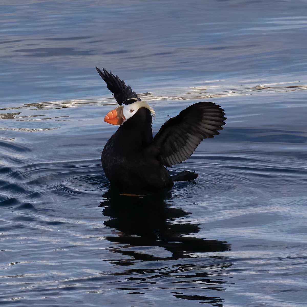 Tufted Puffin - ML621205699