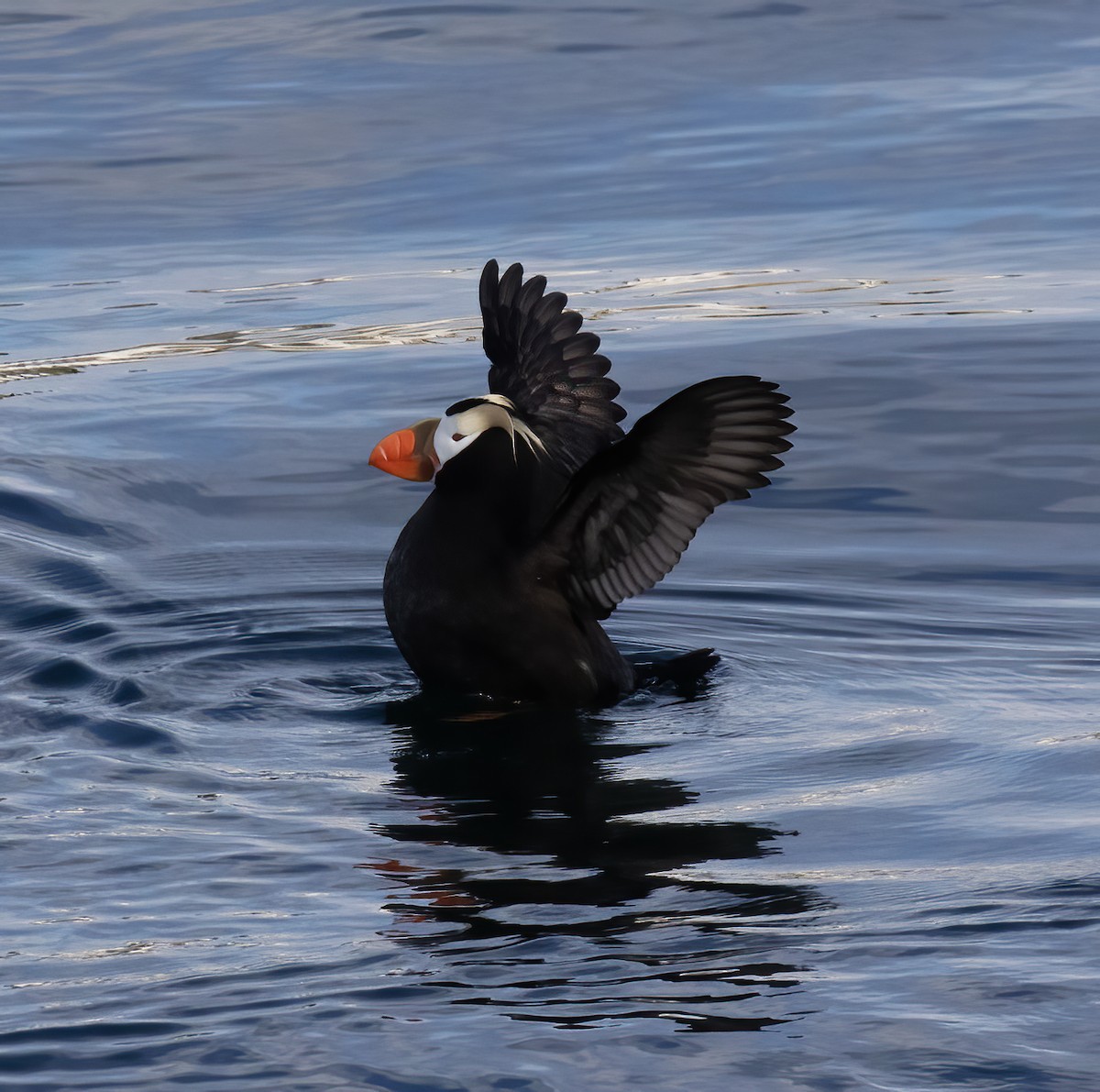 Tufted Puffin - ML621205700