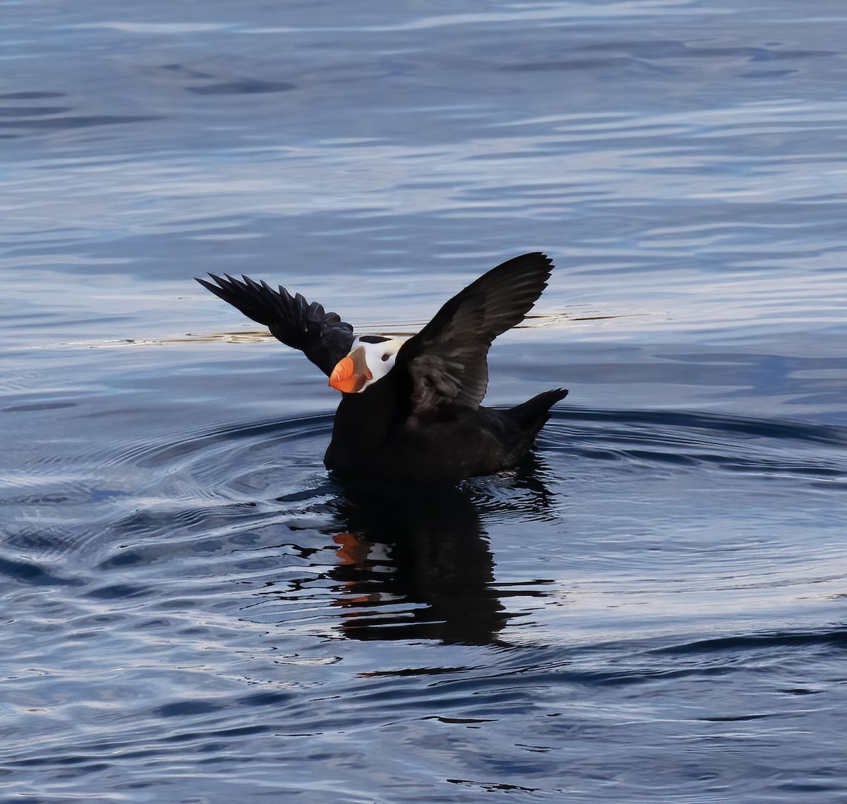 Tufted Puffin - ML621205701