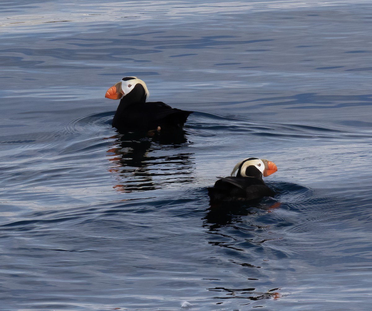Tufted Puffin - ML621205702