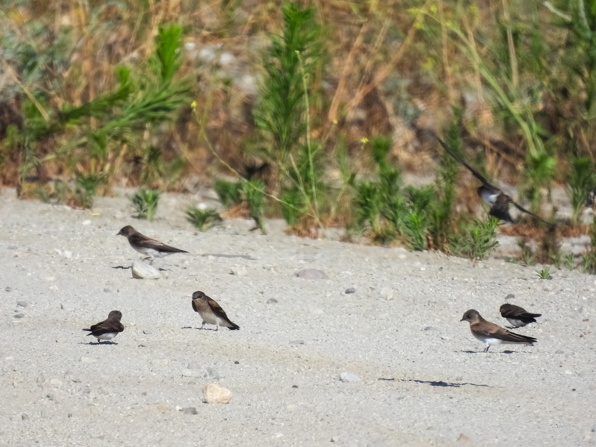 Northern Rough-winged Swallow - ML621205746