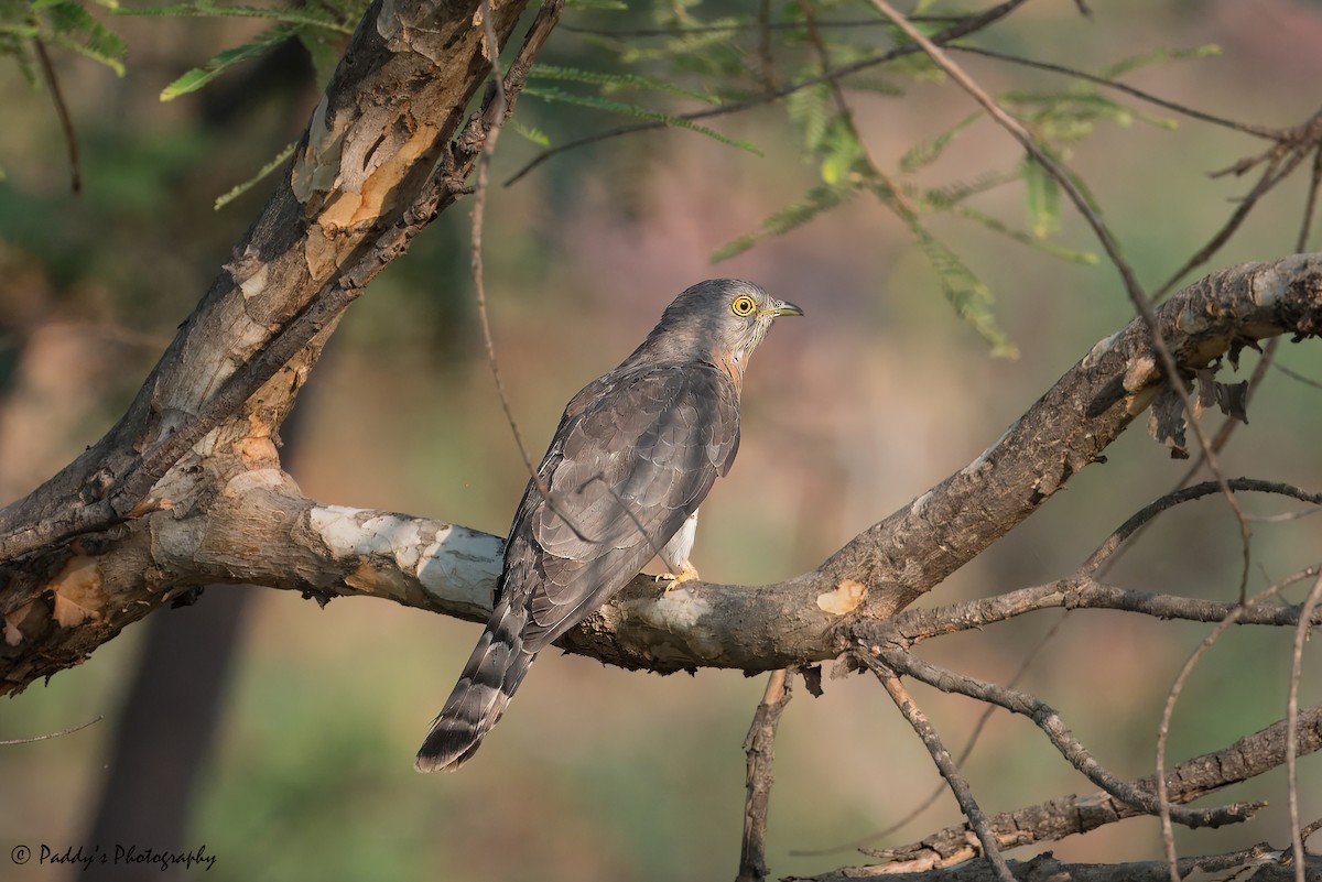 Indian Cuckoo - ML621205771