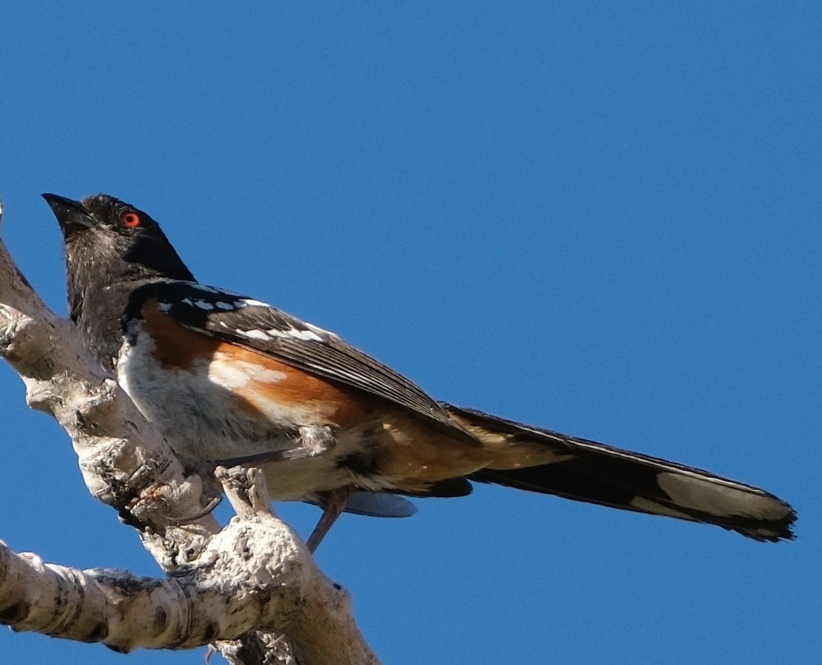 Spotted Towhee - ML621205806