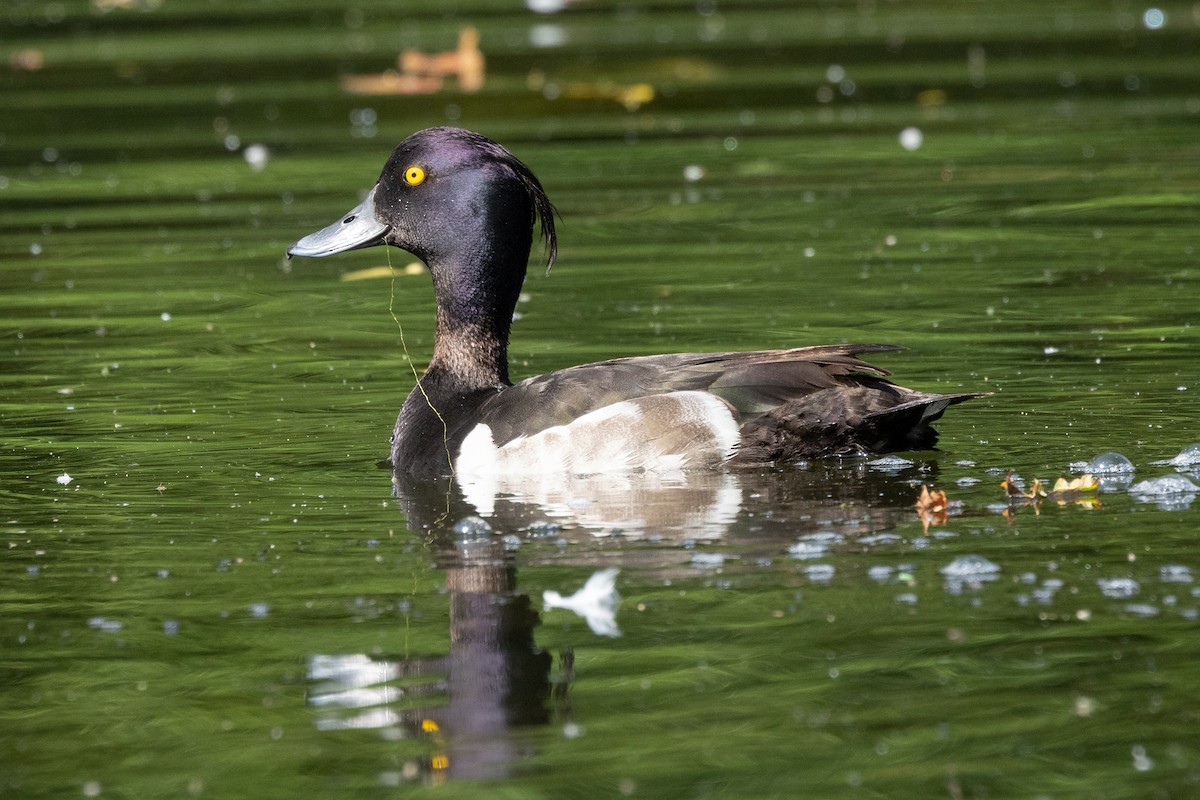 Tufted Duck - ML621205821