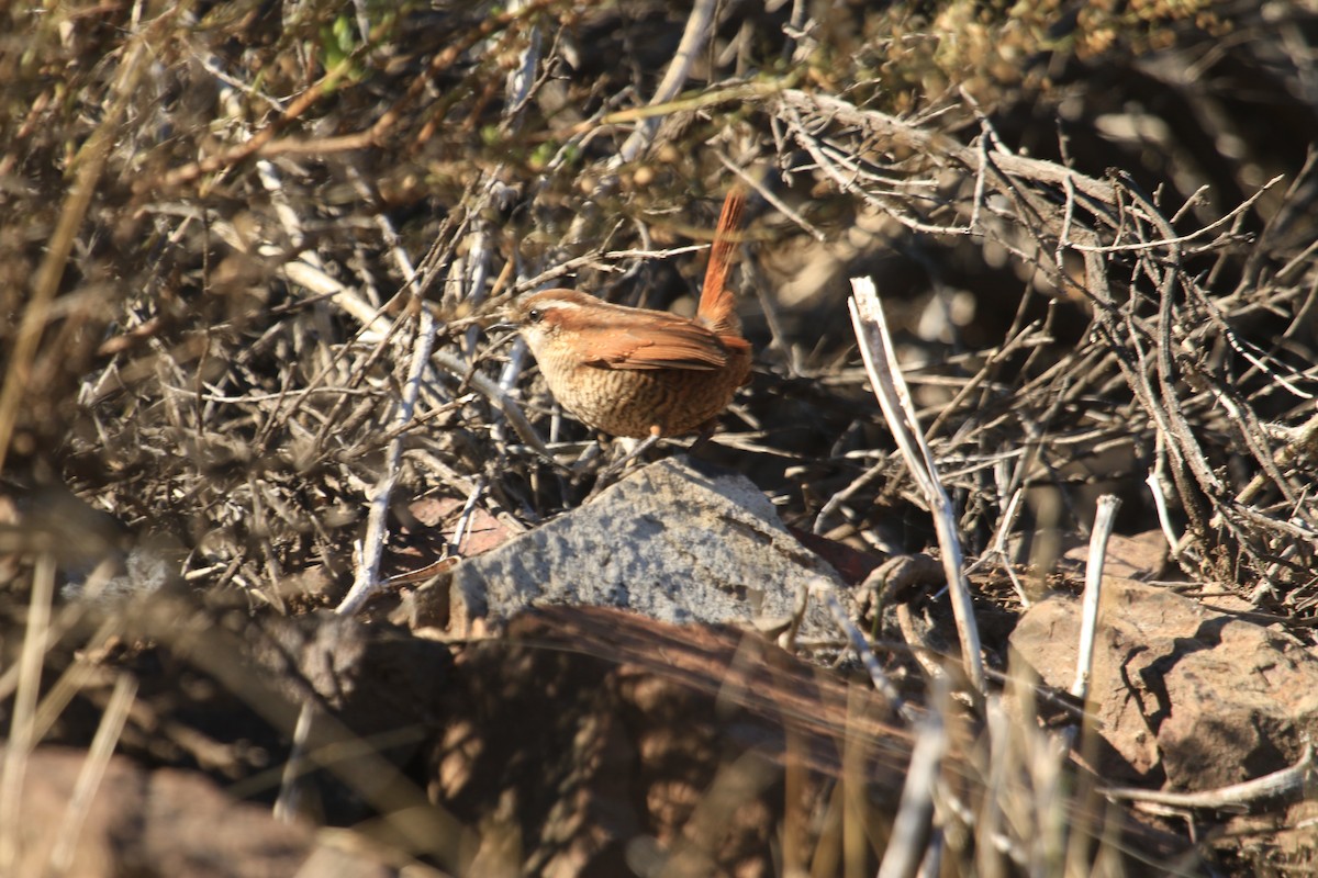 White-throated Tapaculo - ML621205838