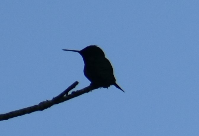 Ruby-throated Hummingbird - ML621205870