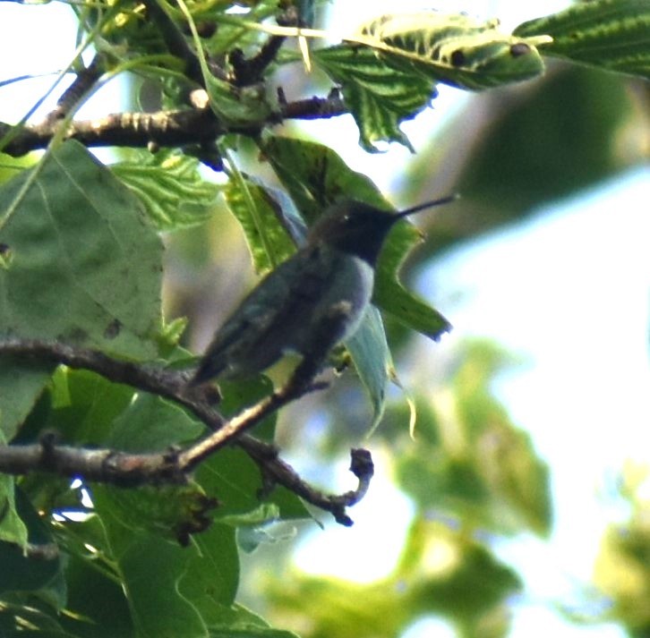 Ruby-throated Hummingbird - ML621205871