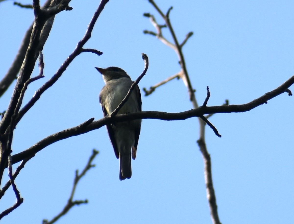 Eastern Wood-Pewee - ML621205876