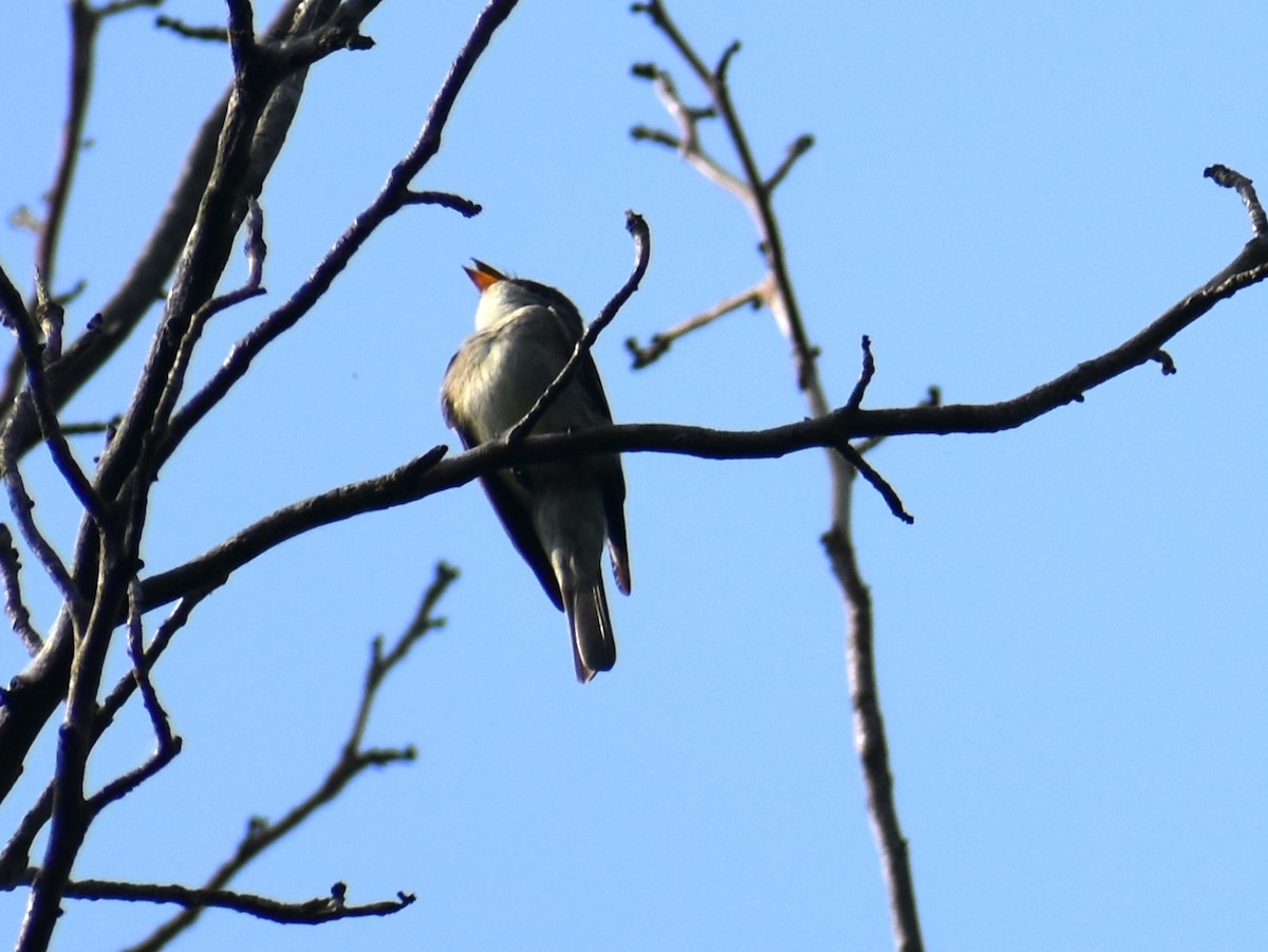 Eastern Wood-Pewee - ML621205877