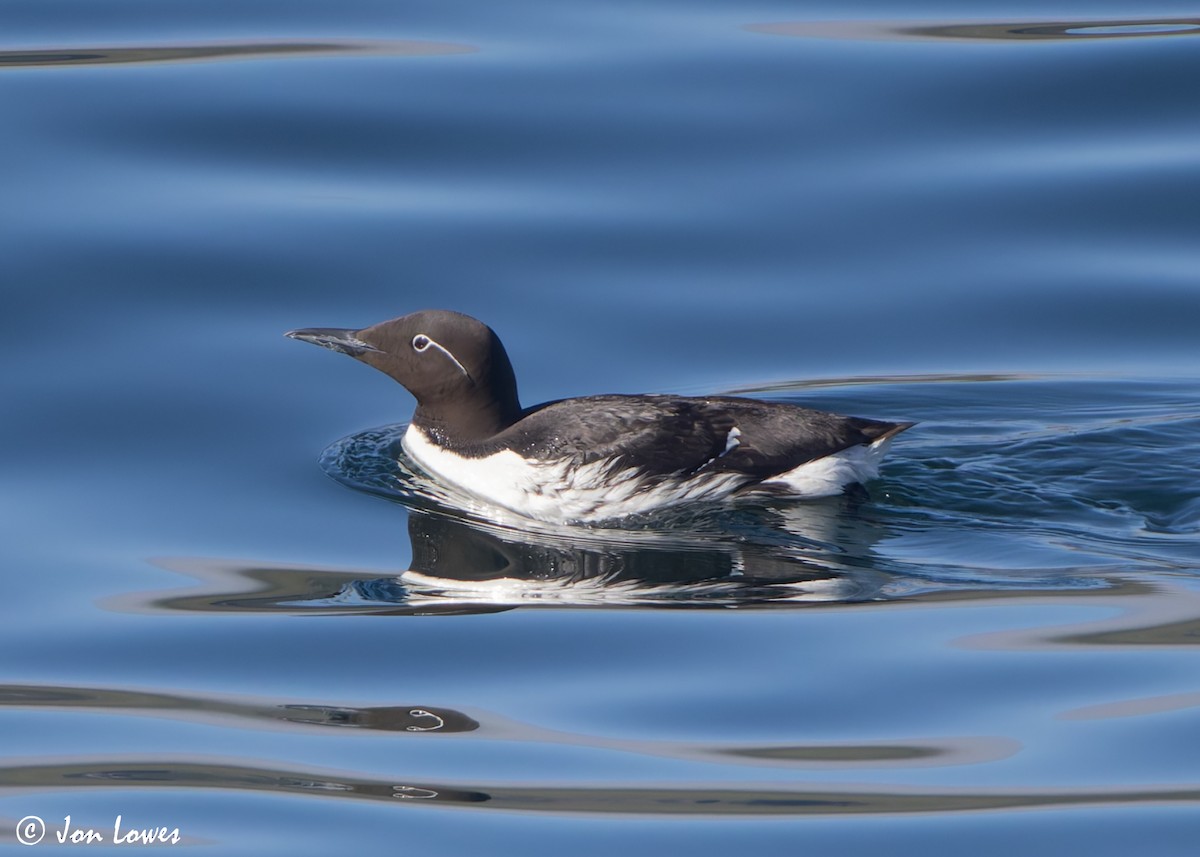 Common Murre - ML621205878