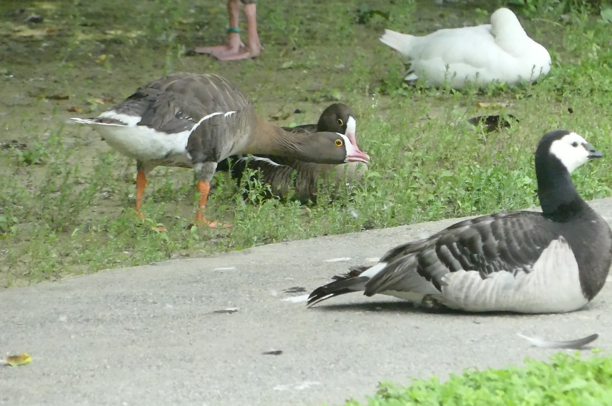 Greater White-fronted Goose - ML621205946