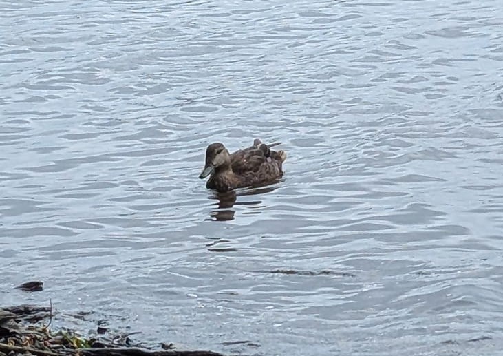 American Black Duck - Joël Coutu