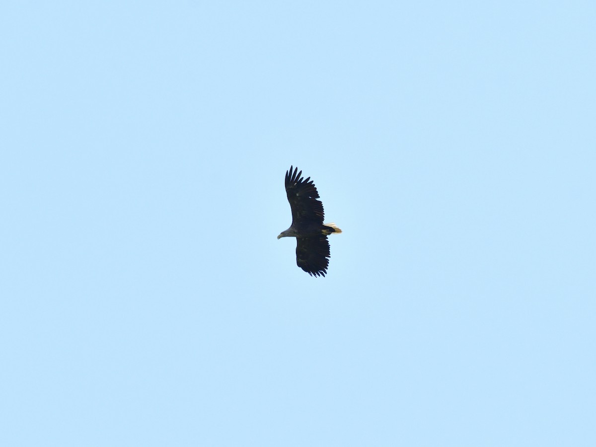 White-tailed Eagle - ML621205959