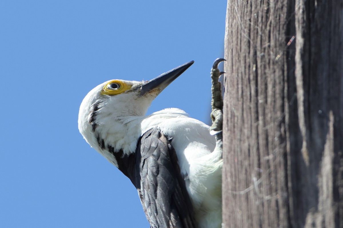 White Woodpecker - ML621205979