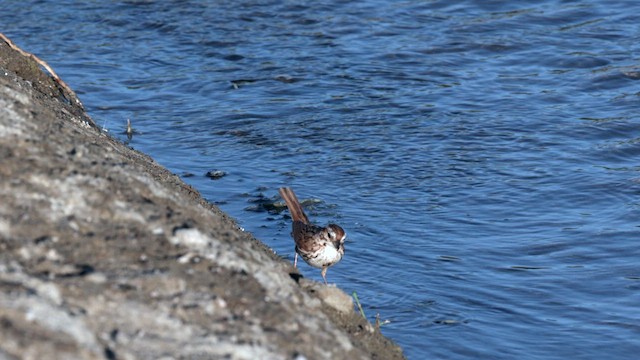 Song Sparrow (fallax Group) - ML621206000