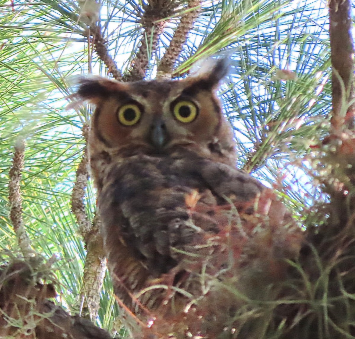 Great Horned Owl - ML621206015