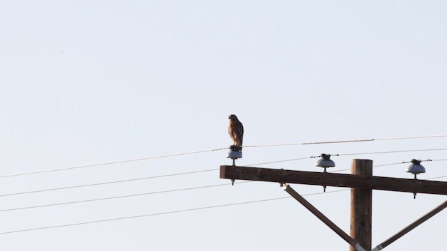 Red-shouldered Hawk (elegans) - ML621206058