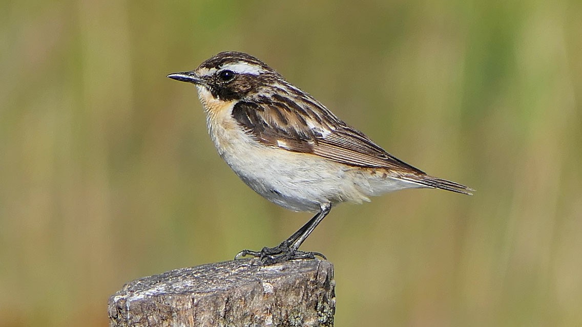 Whinchat - ML621206094