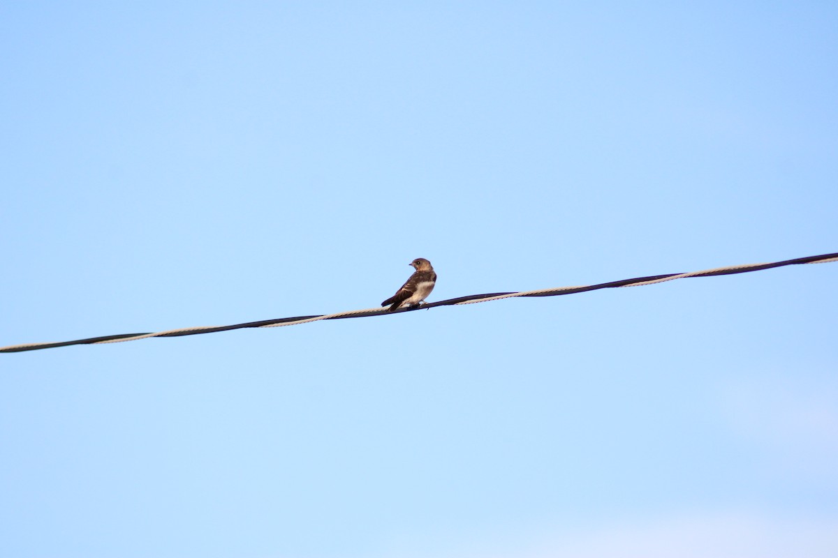 Northern Rough-winged Swallow - ML621206185