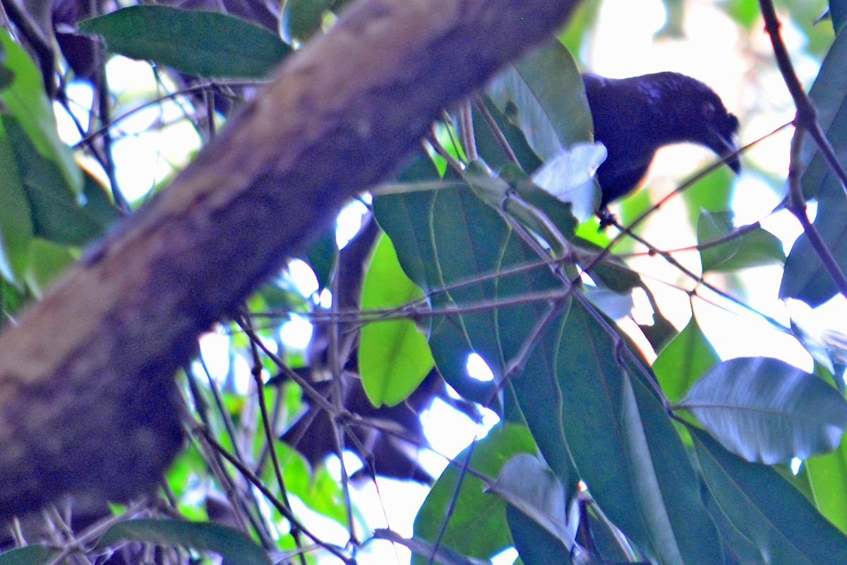 Greater Racket-tailed Drongo - ML621206222