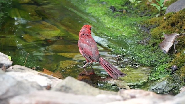 Cardinal rouge - ML621206233