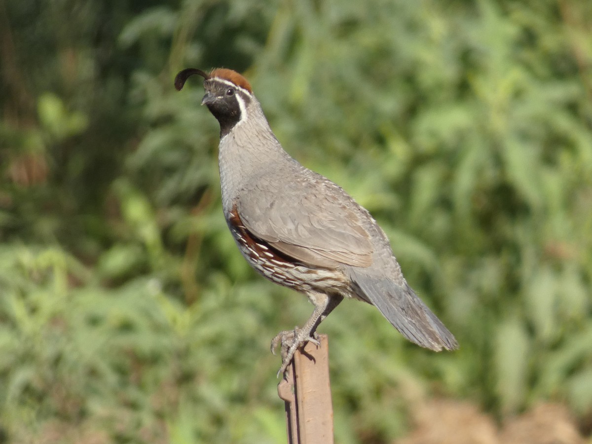 Gambel's Quail - ML621206281